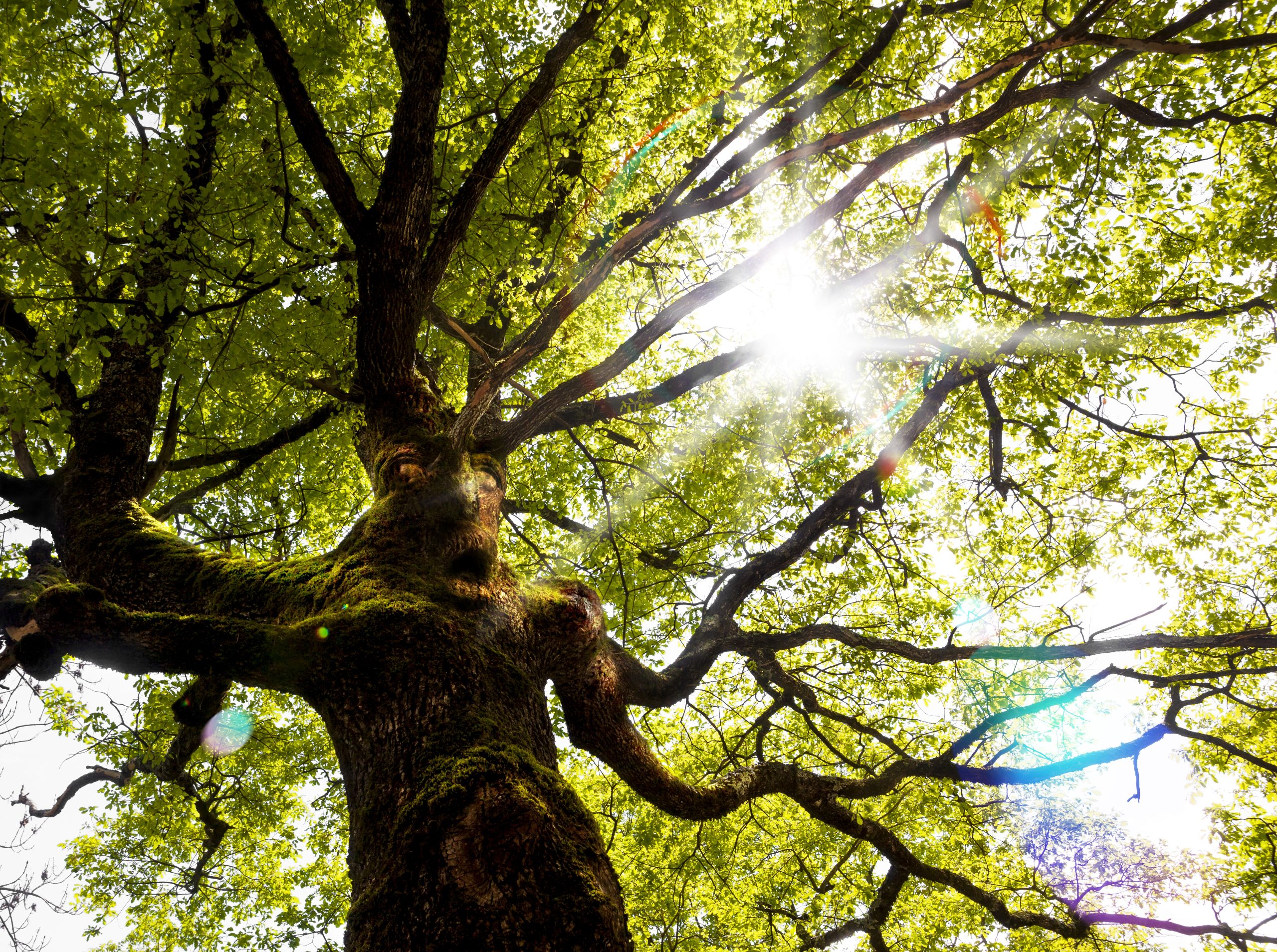 Sacred Trees from Around the World