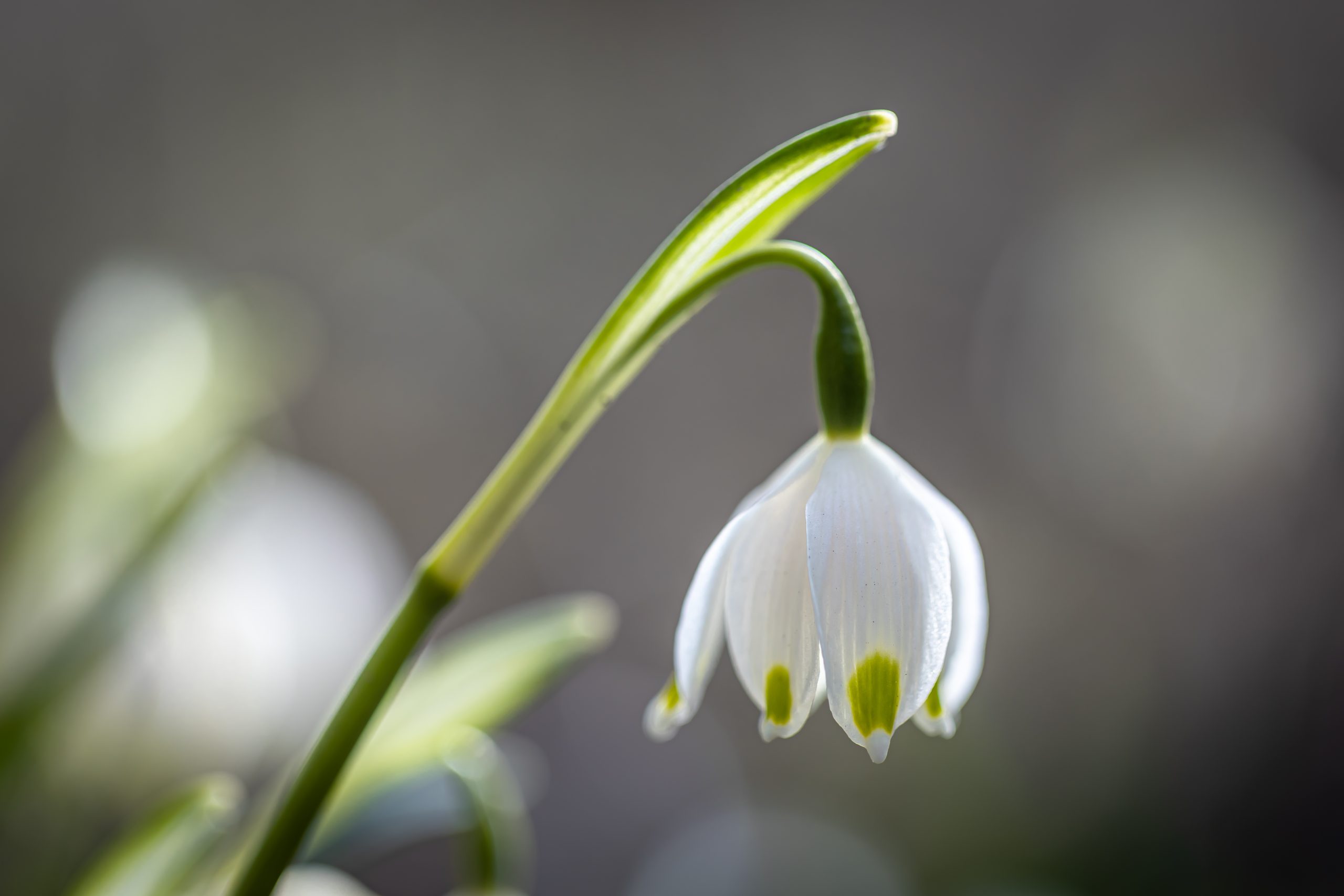 What is a Snowdrop?